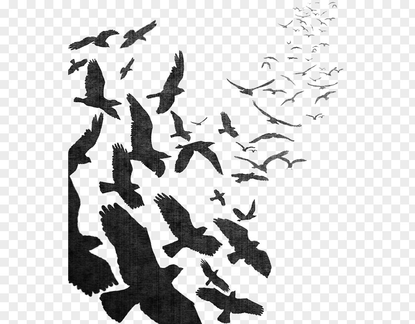 Watercolor Crow Bird Flight Common Raven Flock PNG