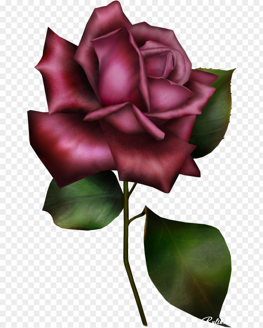 Lilac Flower Rosa Gallica Garden Roses Blue Rose Clip Art PNG