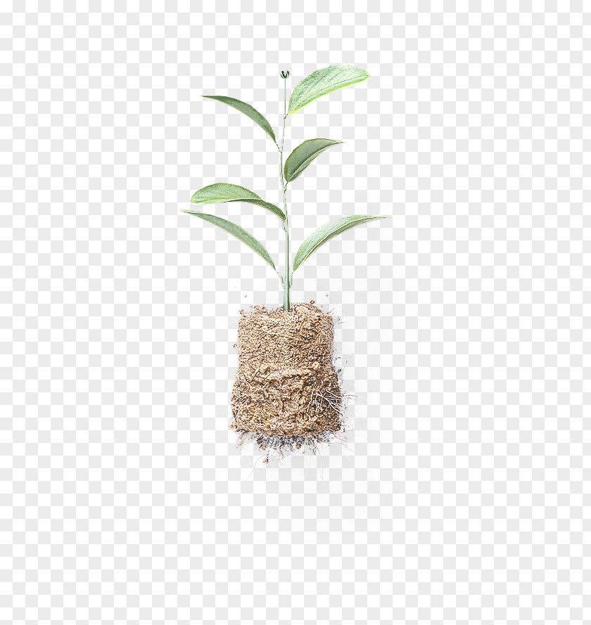 Palm Tree PNG