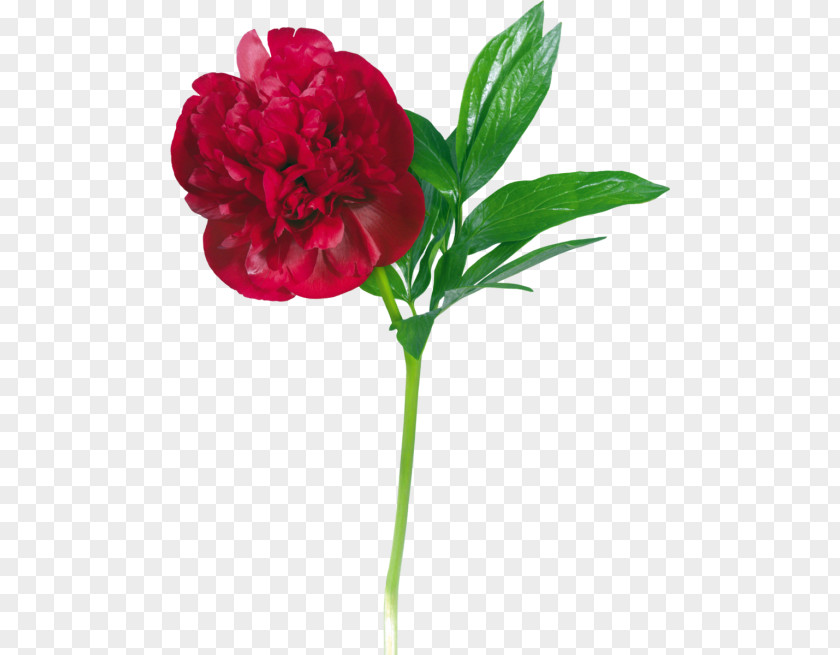 Peony Garden Roses Flower Clip Art PNG