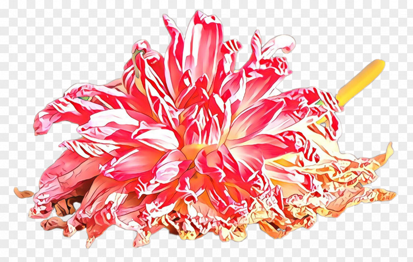 Pink Plant Flower Protea Family PNG