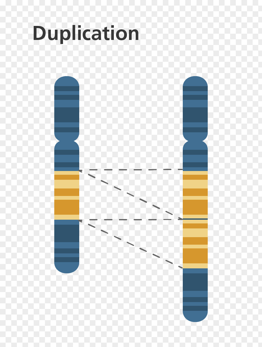 Circle Diagram Chromosome Abnormality Gene Duplication Chromosomal Translocation Genetics PNG