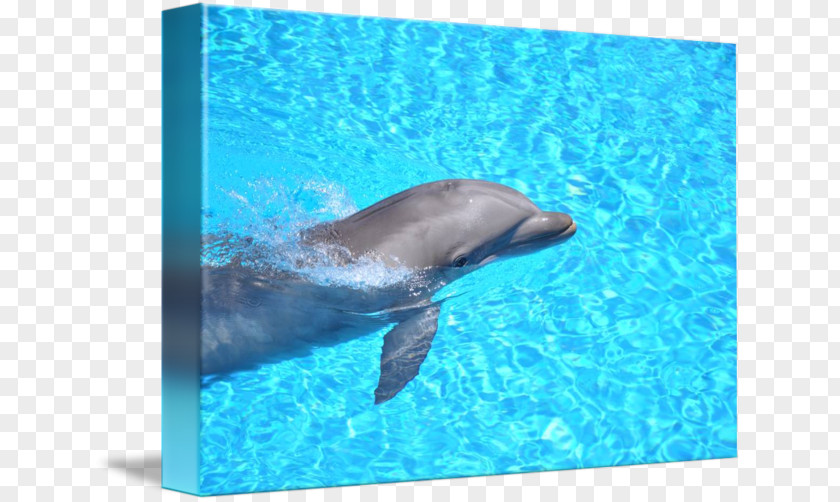 Dolphin Common Bottlenose Wholphin Sticker Loro Parque PNG