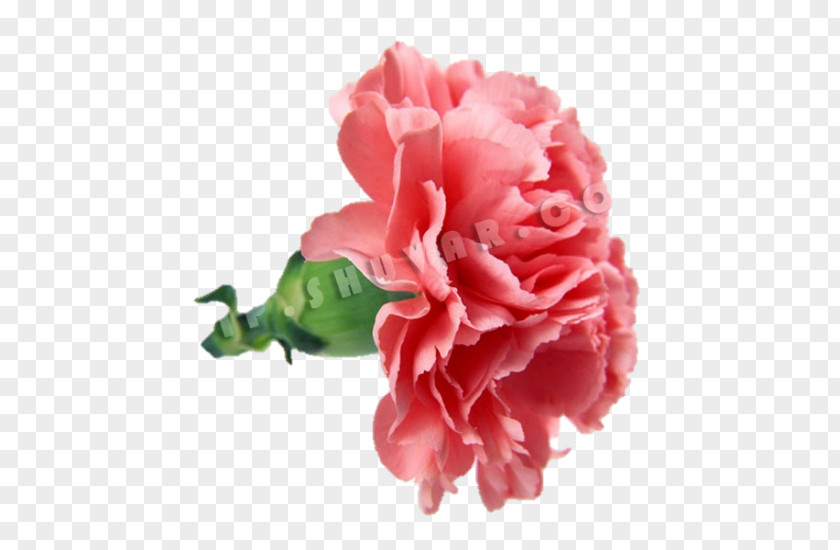 Flower Carnation Bouquet Mother's Day Rose PNG