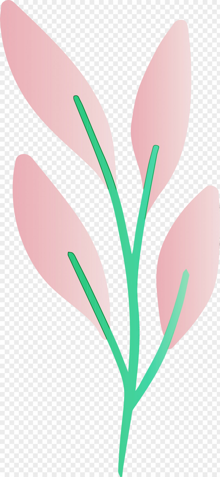 Flower Pink Leaf Plant Pedicel PNG