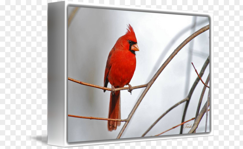 Red Cardinal Gallery Wrap Northern Canvas Art PNG