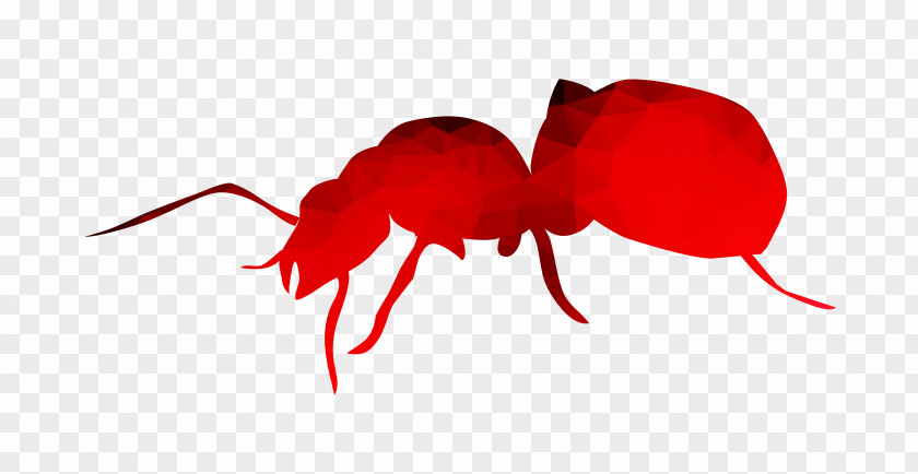 Ant Insect Heart Petal Pollinator PNG