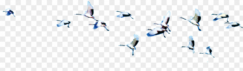 Bird Flying In The Air Flight Cygnini PNG