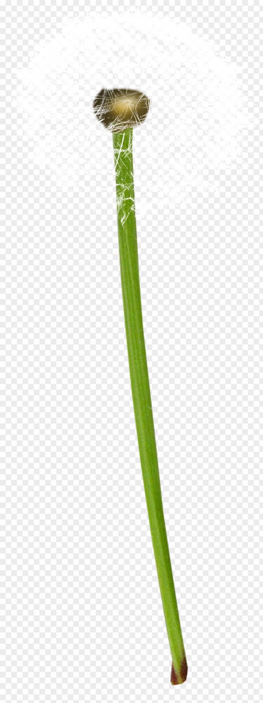 Dandelion Plants Common Plant Euclidean Vector PNG