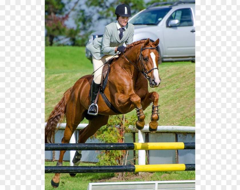 Horse Show Jumping Hunt Seat Equestrian Stallion Bridle PNG