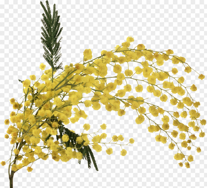 Mimosa Flower Clip Art PNG