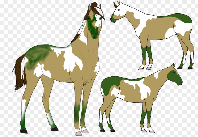 Mustang Foal Stallion Colt Mare PNG