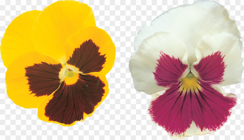 Pansy Rights Managed Violet Stock Photography PNG