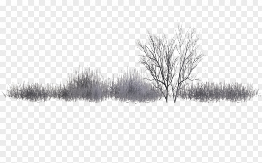 Winter Populus Alba Nigra Shrub Tree Landscape PNG