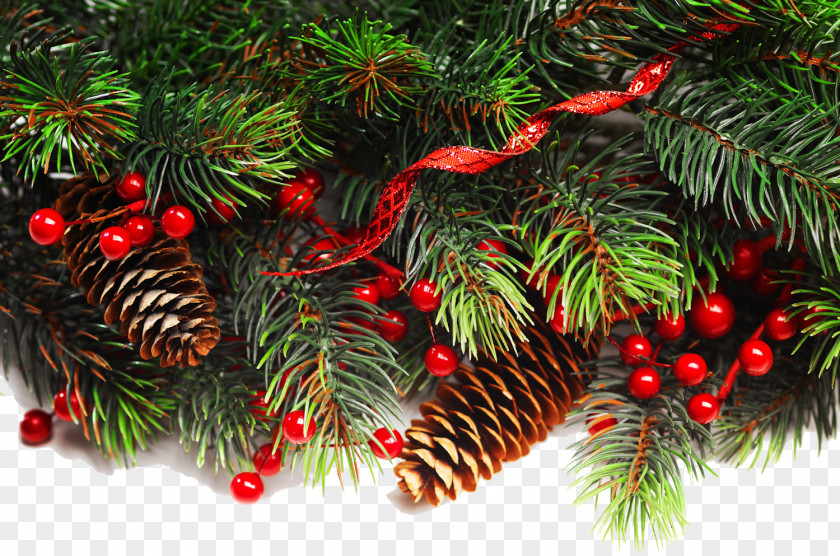 Fir-tree Fraser Fir Christmas Decoration Ornament Tree PNG