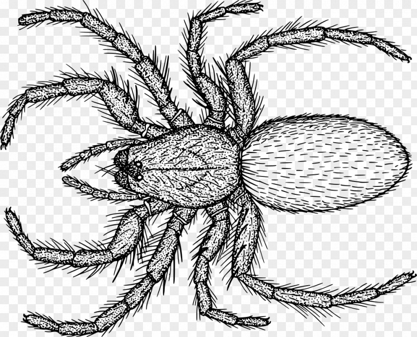 Spider Drawing Line Art PNG