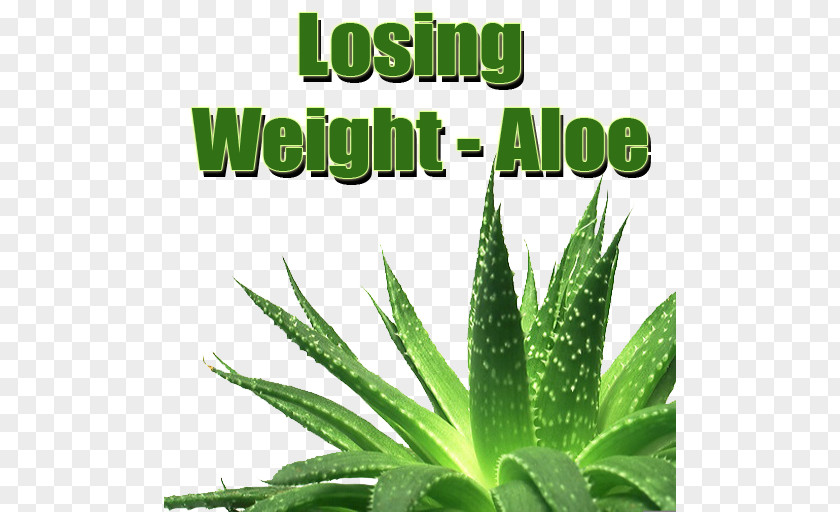 Aloe Arborescens Vera, The Miracle Plant Gel Vera Leaf Skin PNG