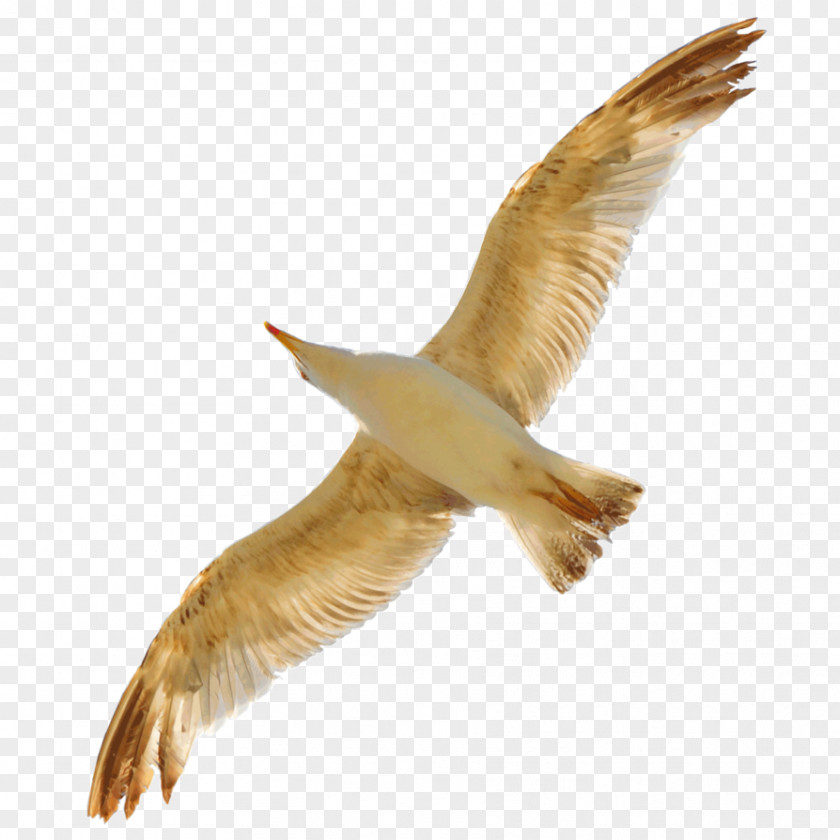 Birds Bird Gulls Swan Goose Beak PNG