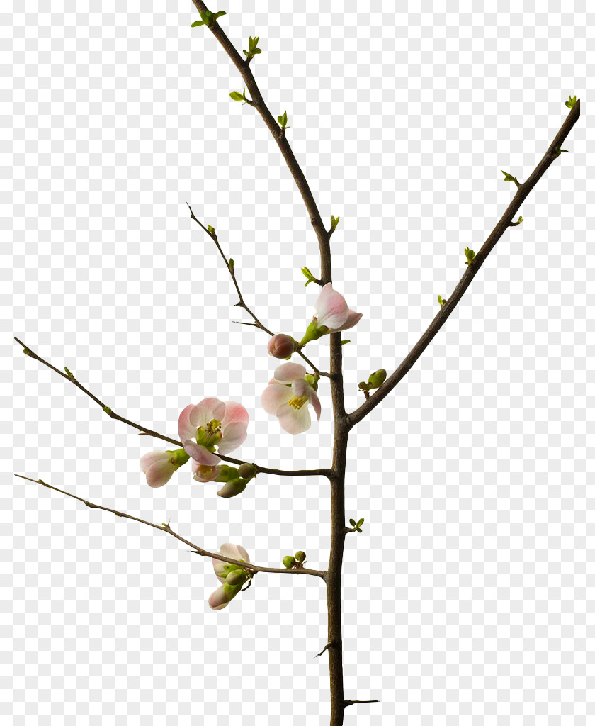 Cherry Tree Branches Blossom Branch Photography Flower PNG