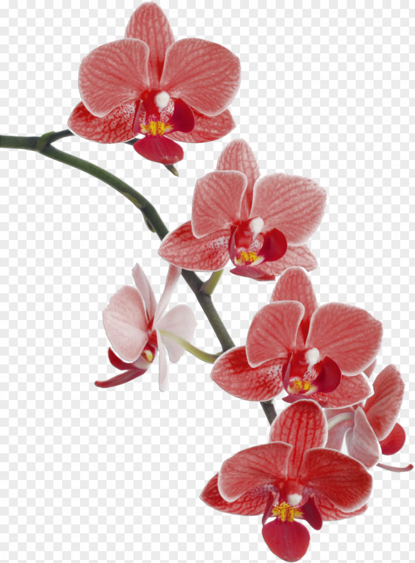 Orchid Waling-waling Cypripedium Popular Orchids Flower Clip Art PNG