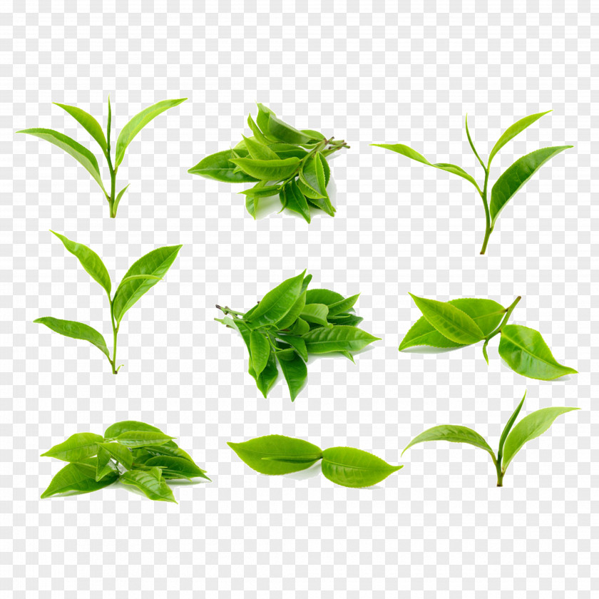 Tea Leaves Green Stock Photography Processing PNG