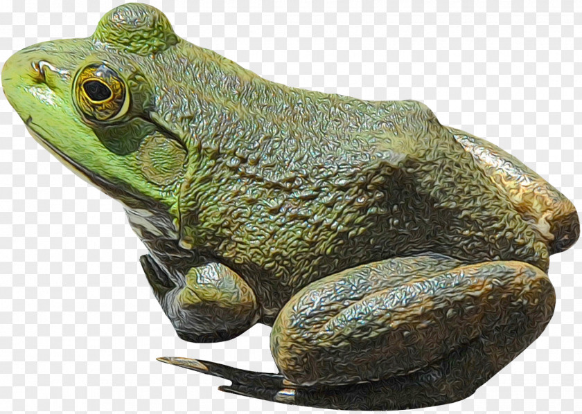 American Bullfrog Reptile Toad Tree Frog PNG