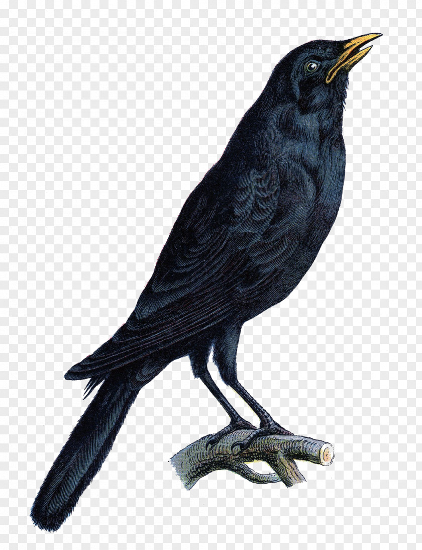 Bird Crow Halloween Common Raven Clip Art PNG