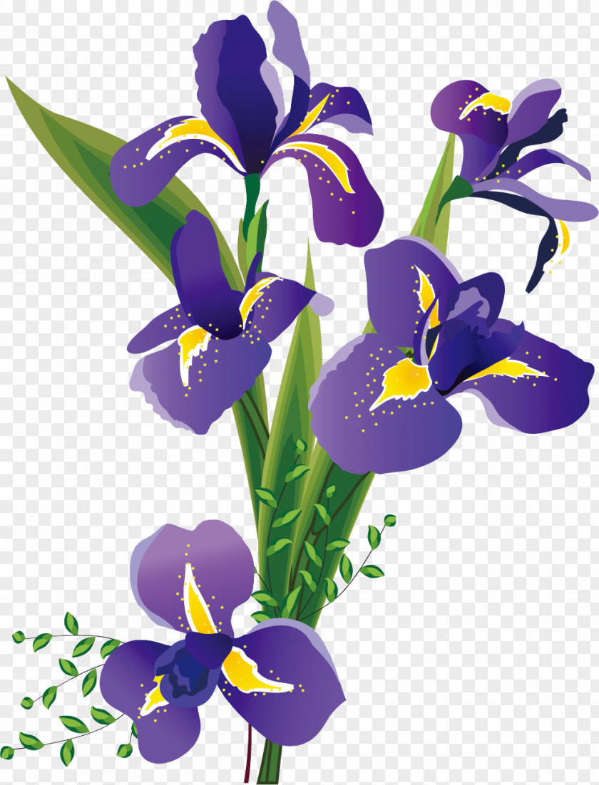 Flower Northern Blue Flag Iris Data Set Family PNG