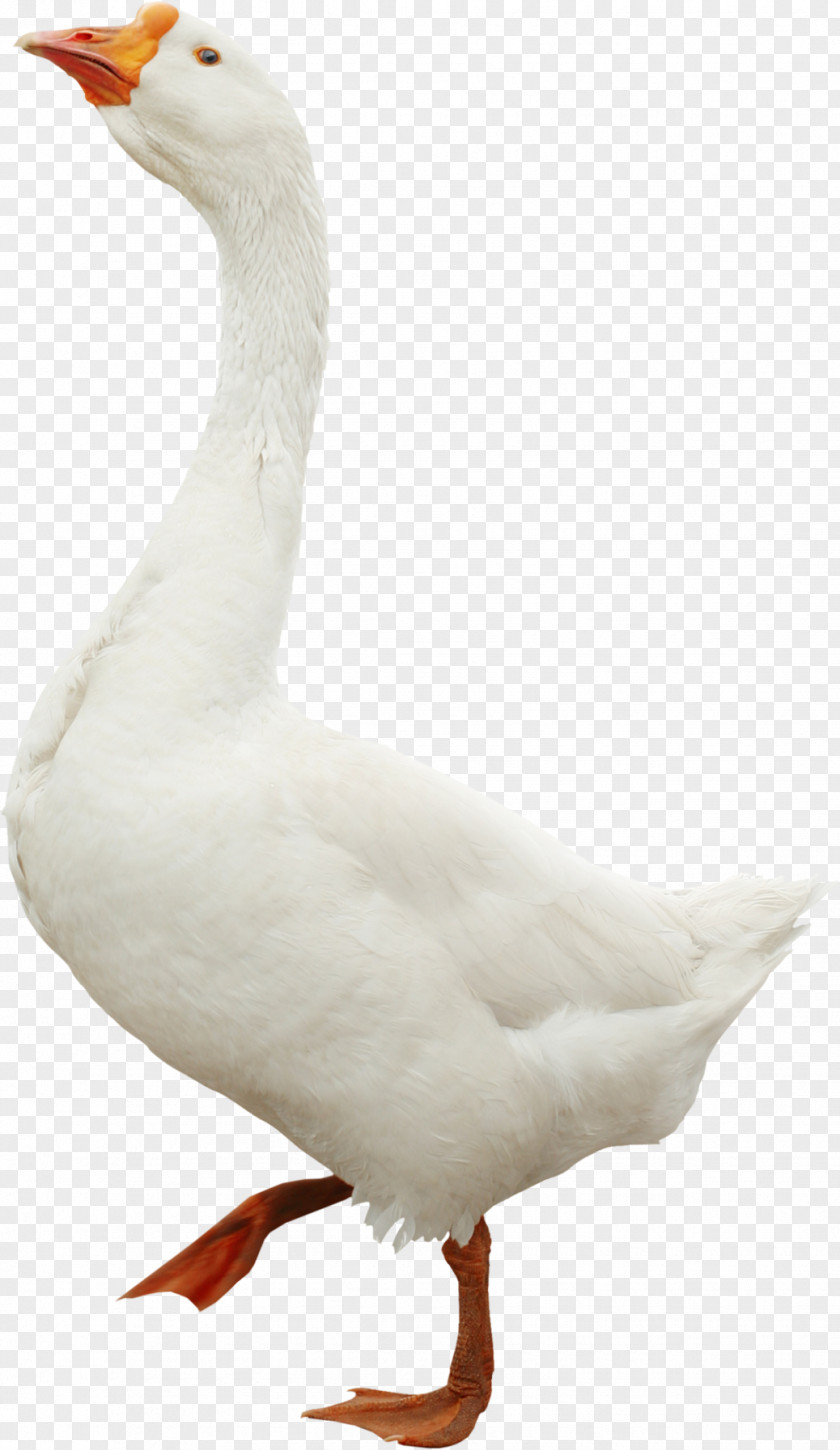 Goose Toulouse Bird Duck Domestic PNG