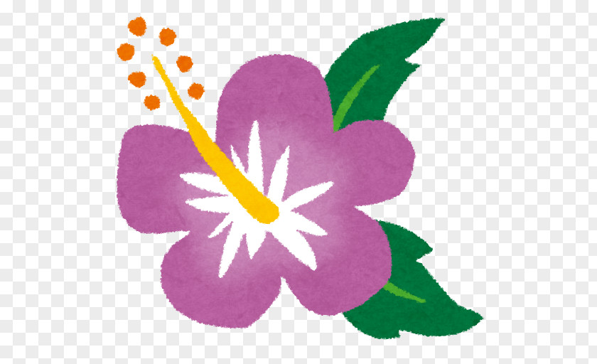 Purple Hibiscus ハイビスカス Roselle Urasoe ＫＴＰキッズイングリッシュクラブ Tea PNG