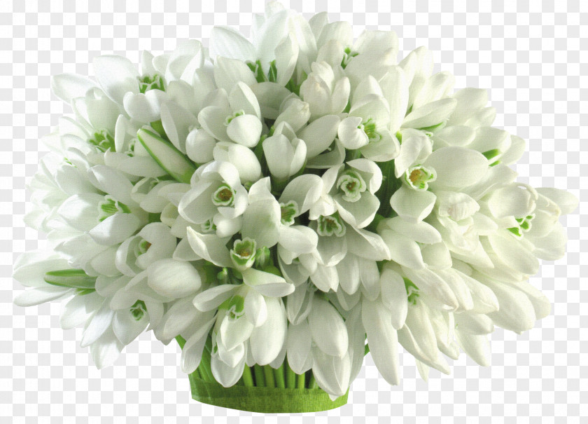 Bouquet Of White Material Flower Snowdrop Petal Wallpaper PNG