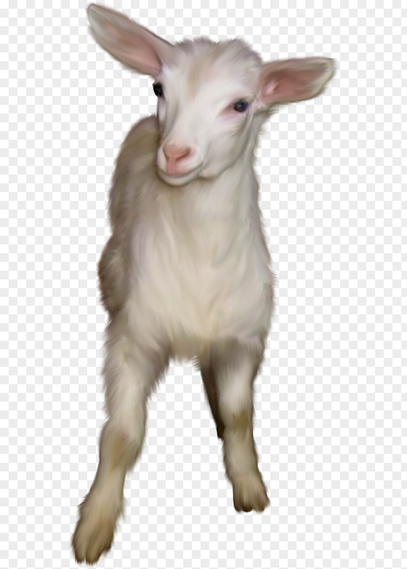 Goat Feral Snout PNG