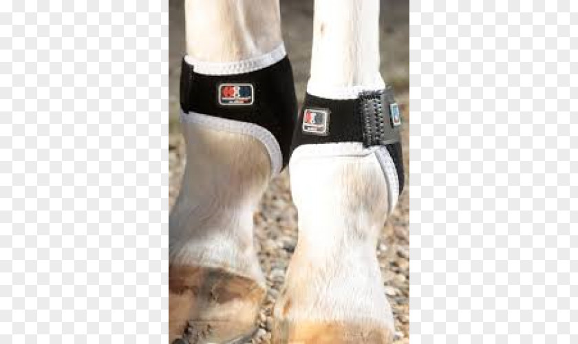 Horse Fetlock Joint Splint Boots Magnetic PNG