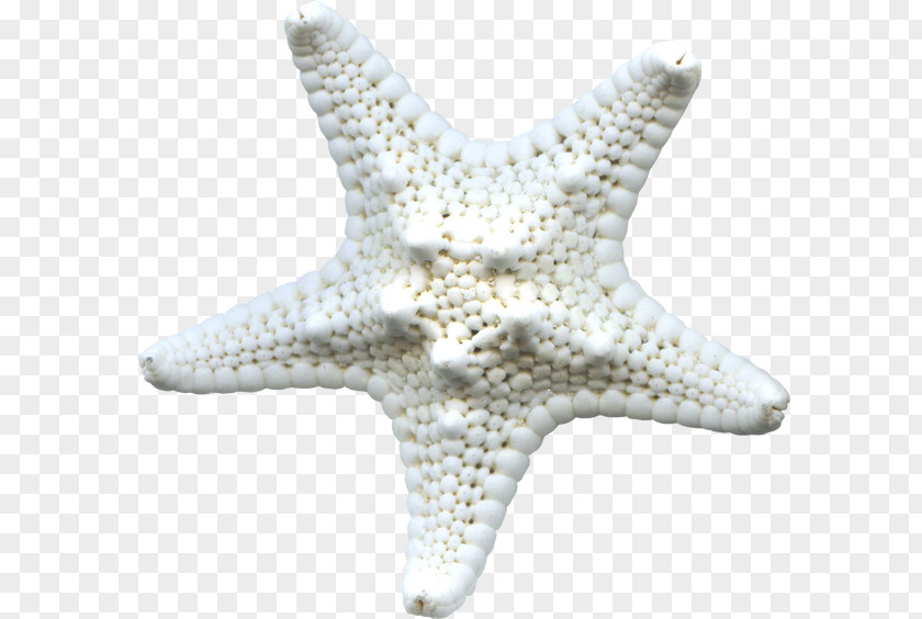 Starfish Sunny Beach Sandy Sea PNG Sea, starfish clipart PNG