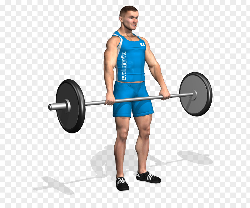 Barbell Weight Training Physical Exercise Muscle Bodybuilding PNG