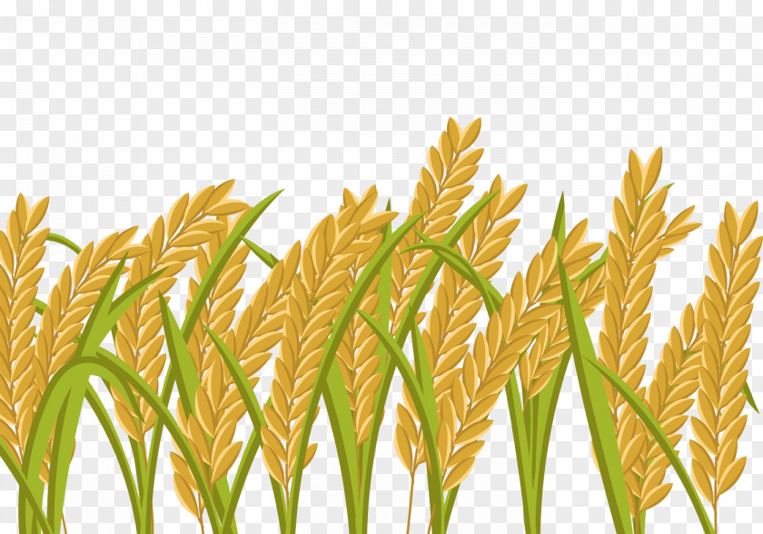 Cartoon Paddy Field Rice Crop Wheat PNG