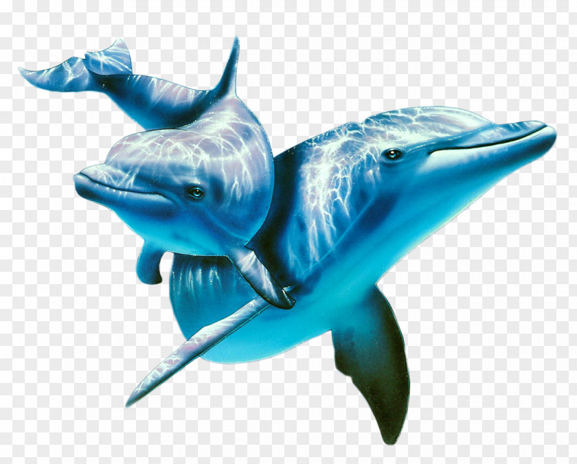Dolphin Atlantic Spotted Painting Animal Wallpaper PNG