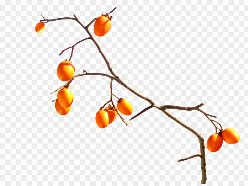 Persimmon Tree Fruit Orange Tangerine PNG