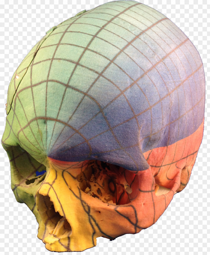 3d Print Gyroscope Anatomy 3D Printing Jaw Skull PNG