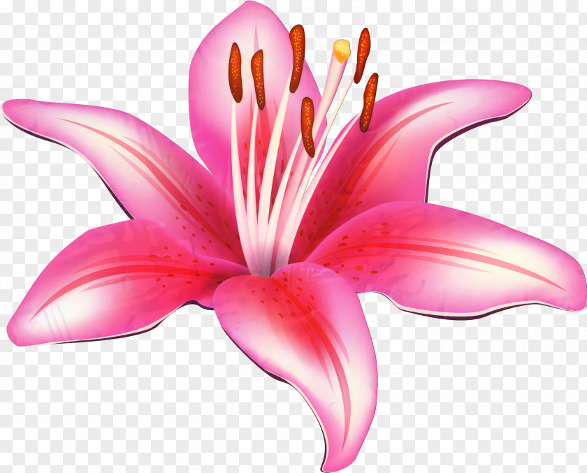 Hippeastrum Amaryllis Belladonna Easter Lily Background PNG