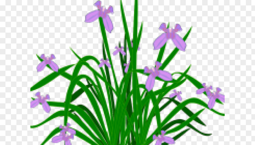 Iris Cut Flowers Background PNG