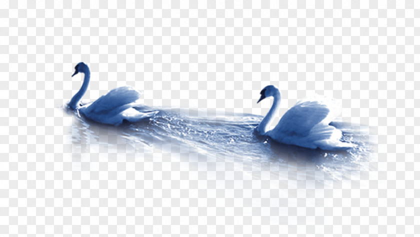 Water Duck Mute Swan Goose PNG