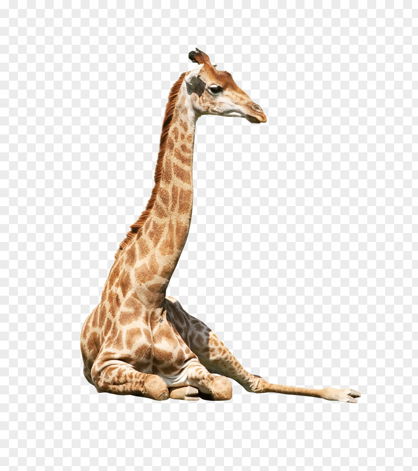 Animal Giraffe Northern Neck PNG