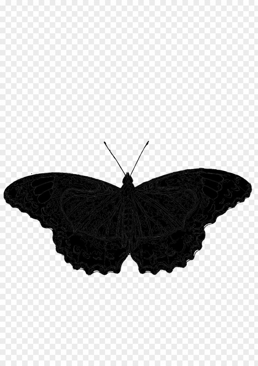 Butterfly Brush-footed Butterflies Insect Image PNG