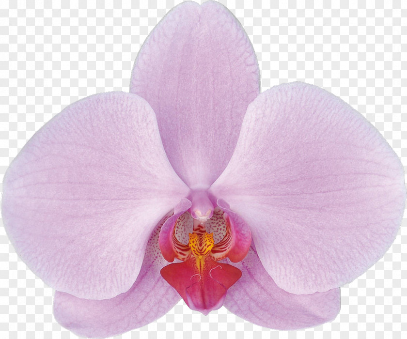 Orchid Moth Orchids Flowering Plant PNG