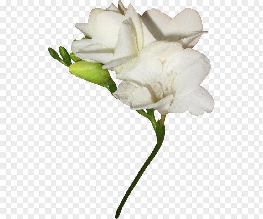 Tulip Garden Roses White Cut Flowers PNG