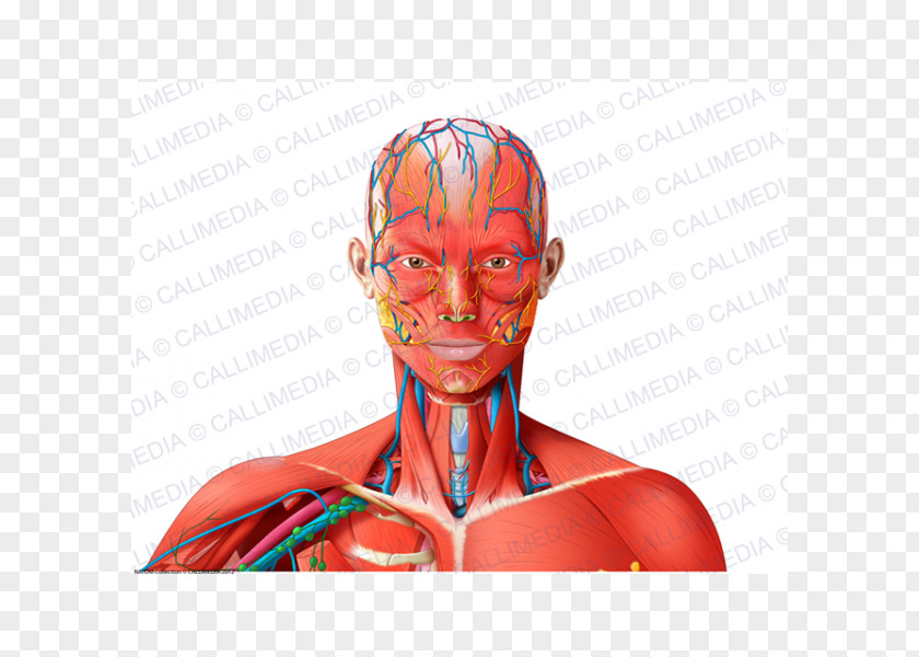 Blood Vessel Forehead Muscle Nerve Neck PNG