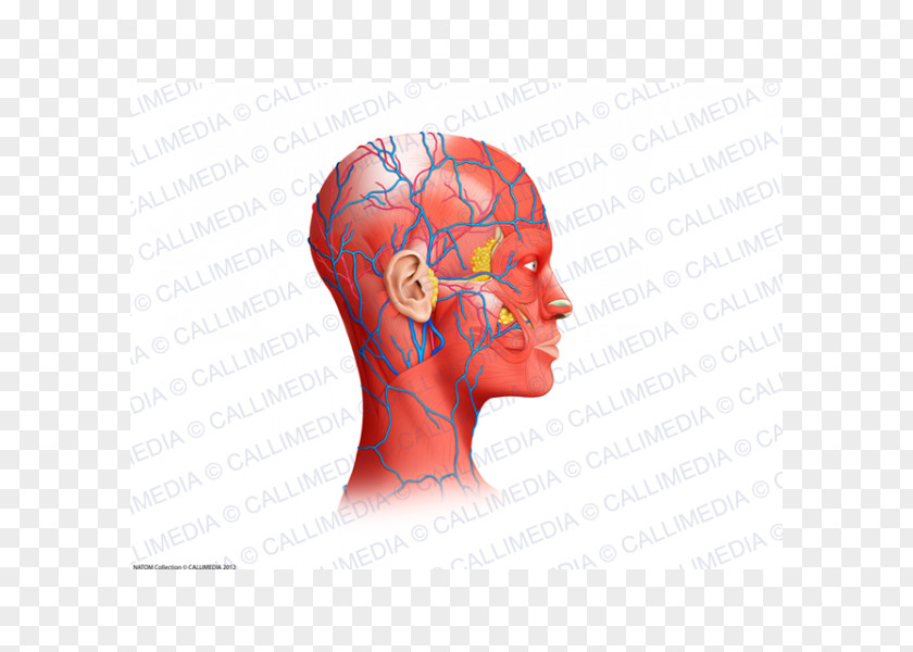 Head Muscles Neck Muscle Blood Vessel Anatomy PNG