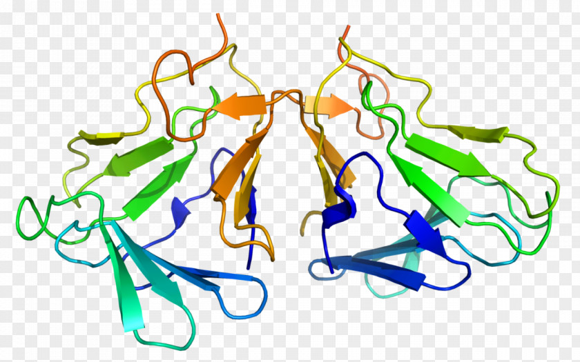 Model Structure Curculigo Curculin Sweetness Miraculin Protein PNG