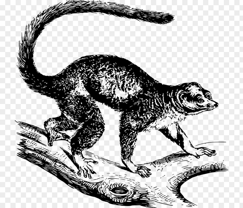 Mongoose Lemur Velociraptor Clip Art PNG